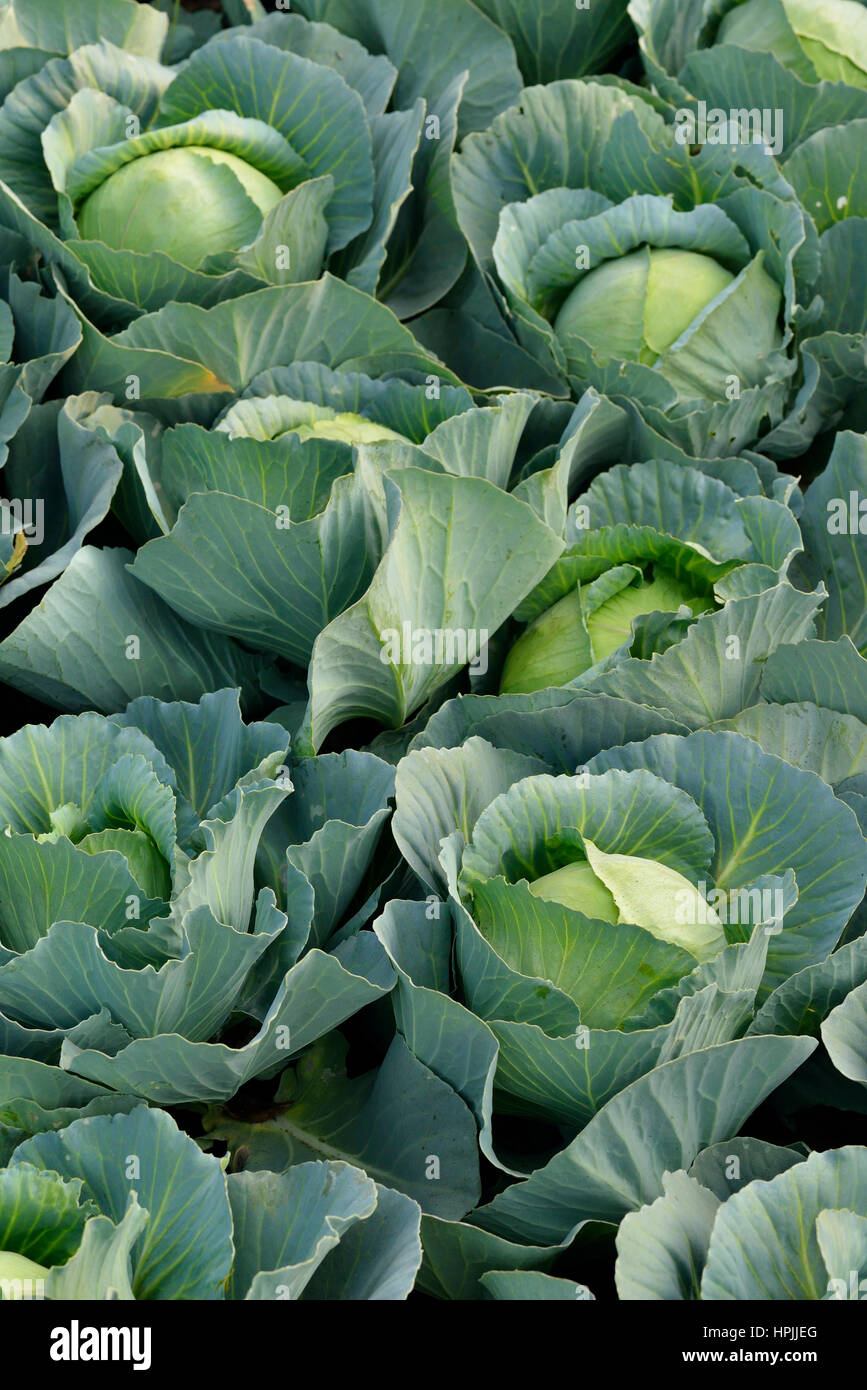 Field of Cabbage Stock Photo Alamy