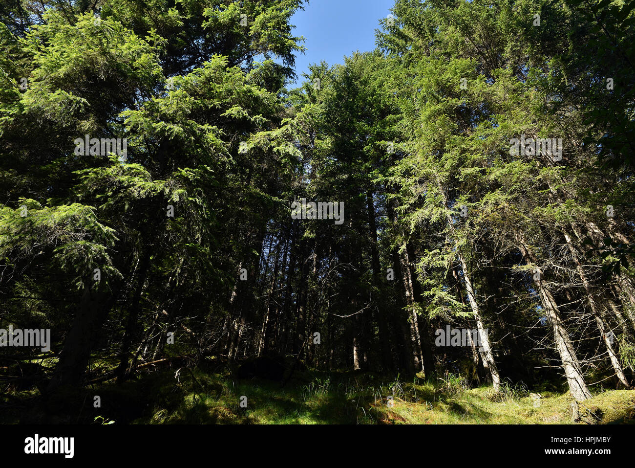 Wild pine tree forest Stock Photo - Alamy