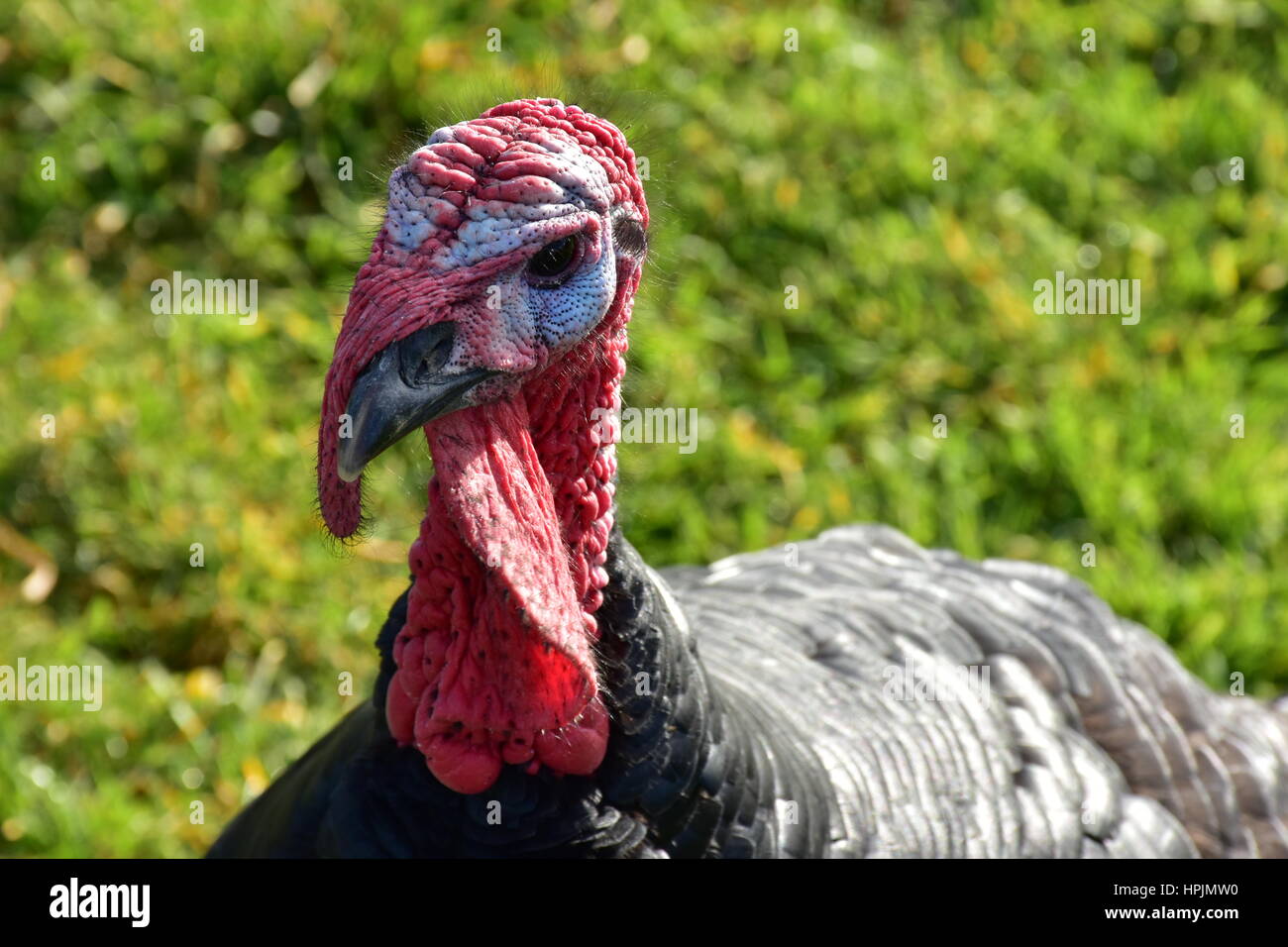 Cute turkey on animal farm Stock Photo Alamy
