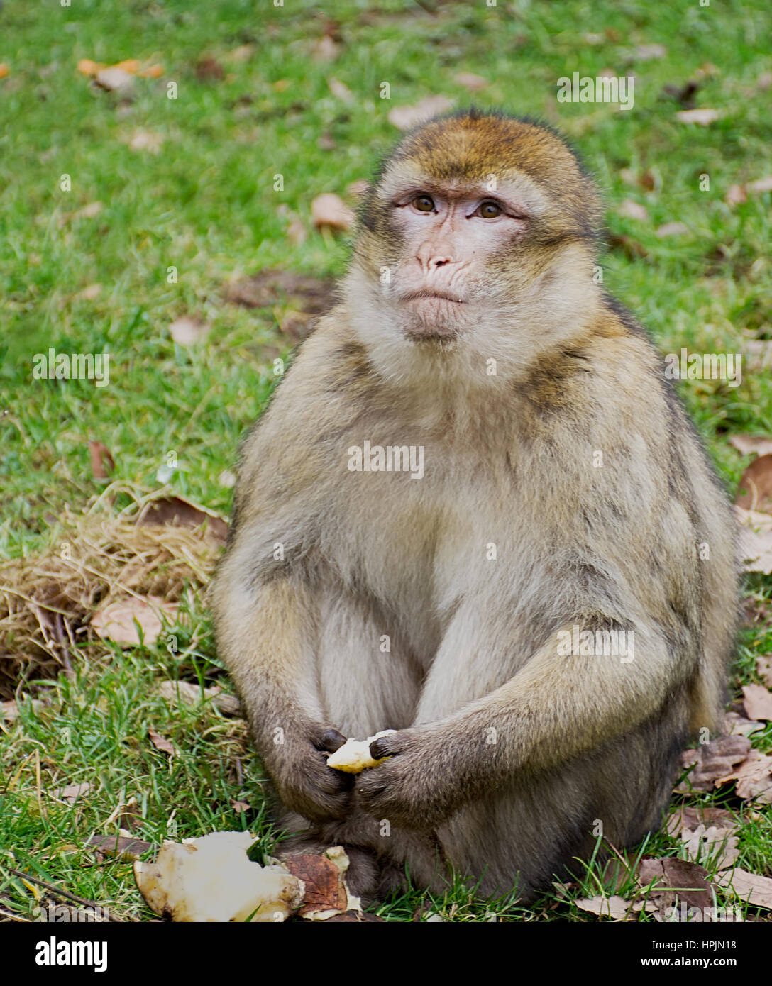 Macaque fingers hi-res stock photography and images - Alamy
