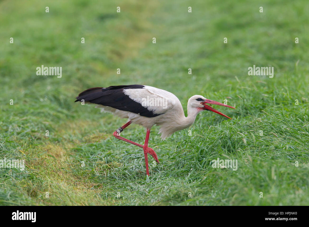 White stork (Ciconia ciconia) foraging in grassland in summer and swallowing insect Stock Photo