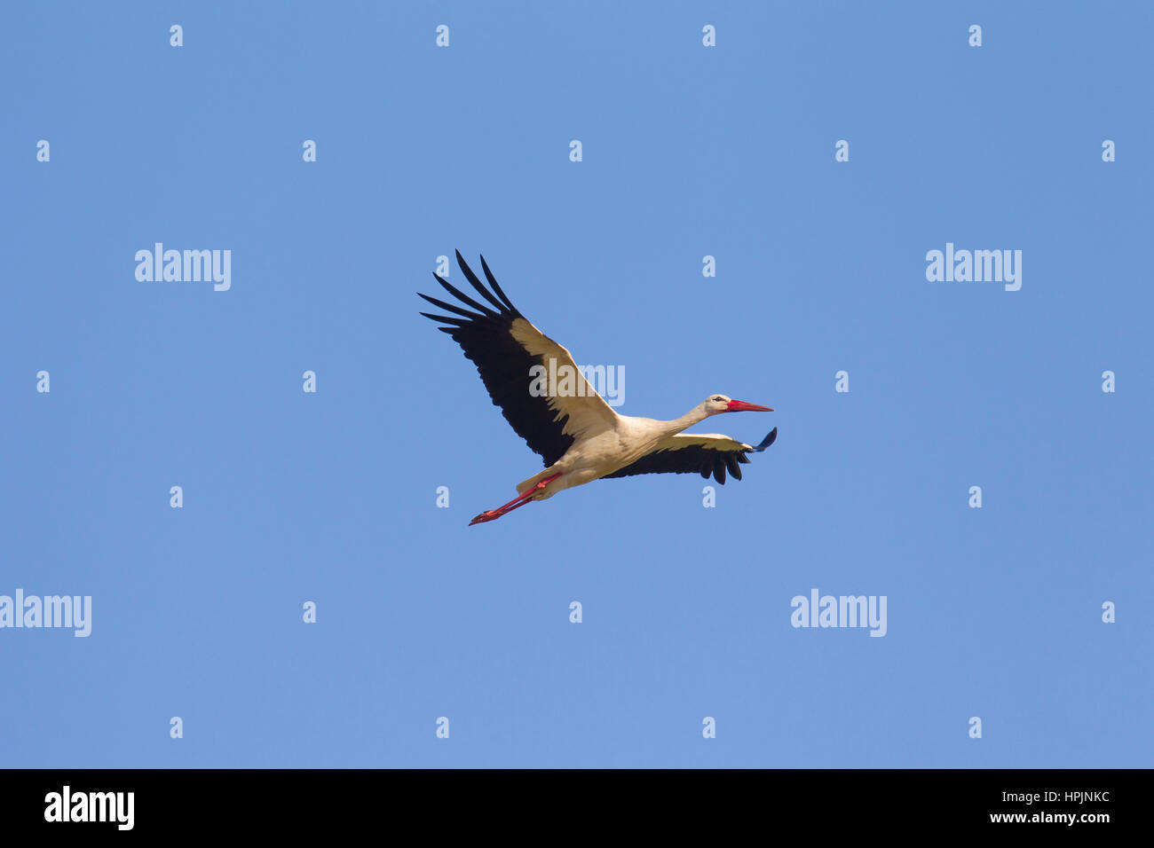 White stork (Ciconia ciconia) in flight against blue sky Stock Photo