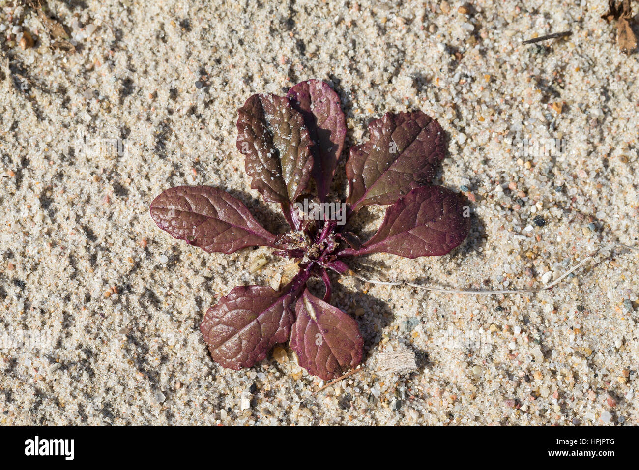 Kriechender Gnsel, Blatt, Bltter vor der Blte, Ajuga reptans, bugle,  blue bugle, bugleherb, bugleweed, carpetweed, carpet bungleweed, common  bugle Stock Photo - Alamy