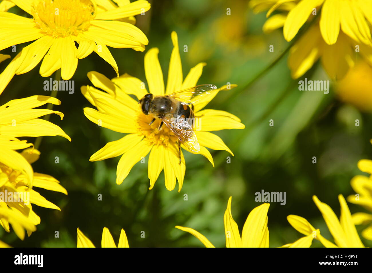 pollination Stock Photo
