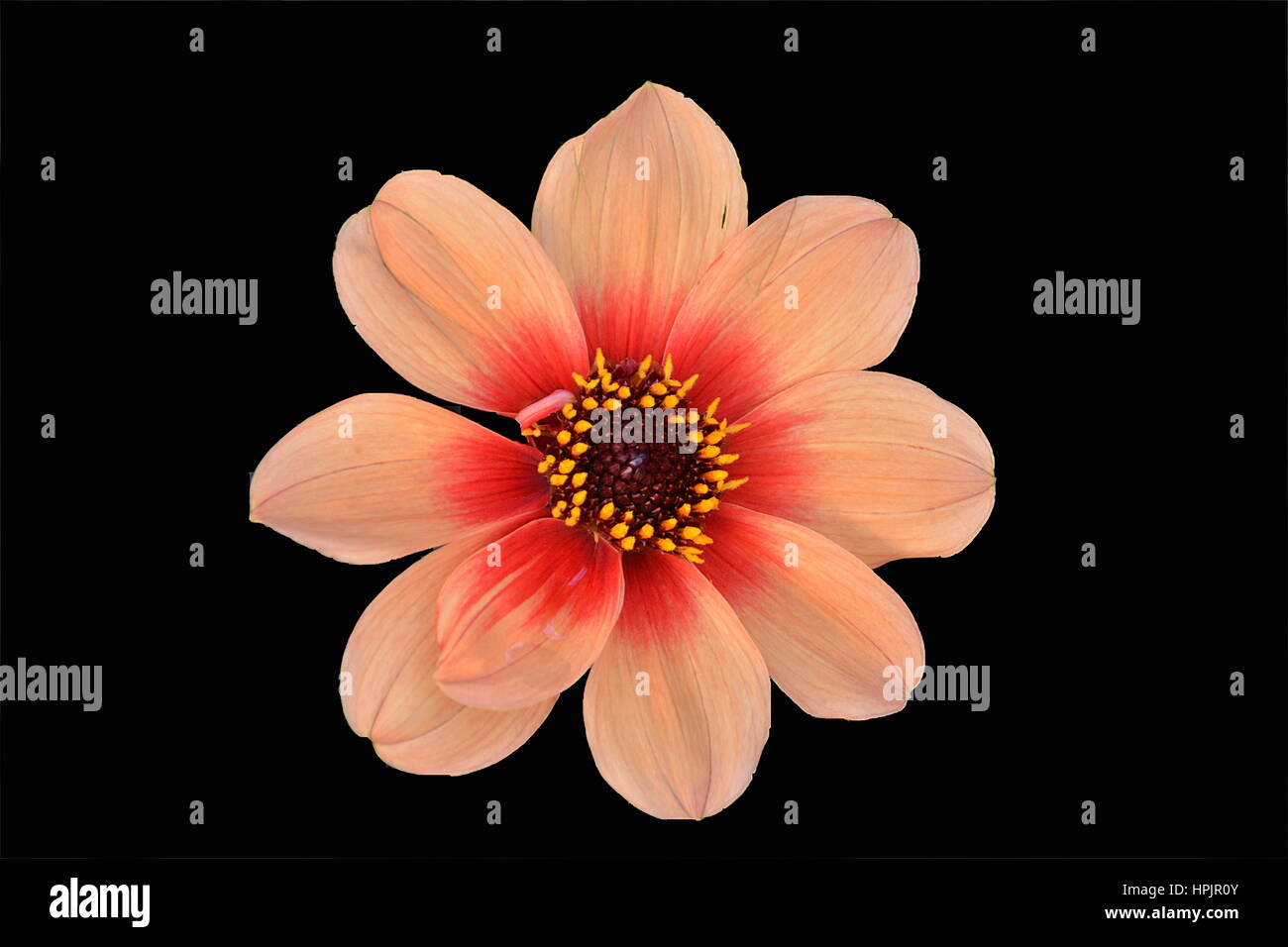 Flower and petals. Stock Photo