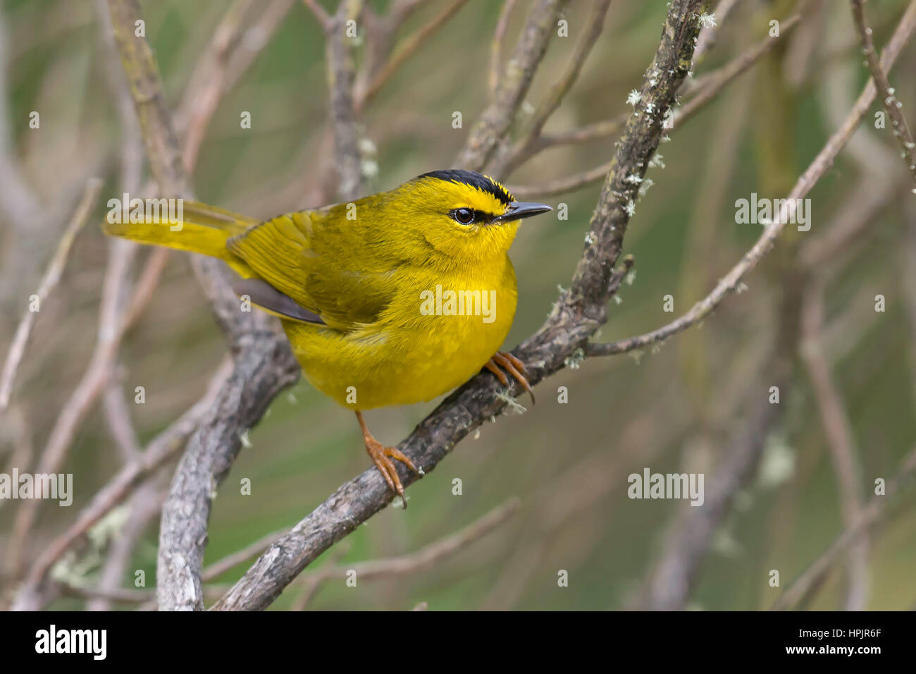 Blackcrested Warbler (Myiothlypis nigrocristata), PNN Los Nevados