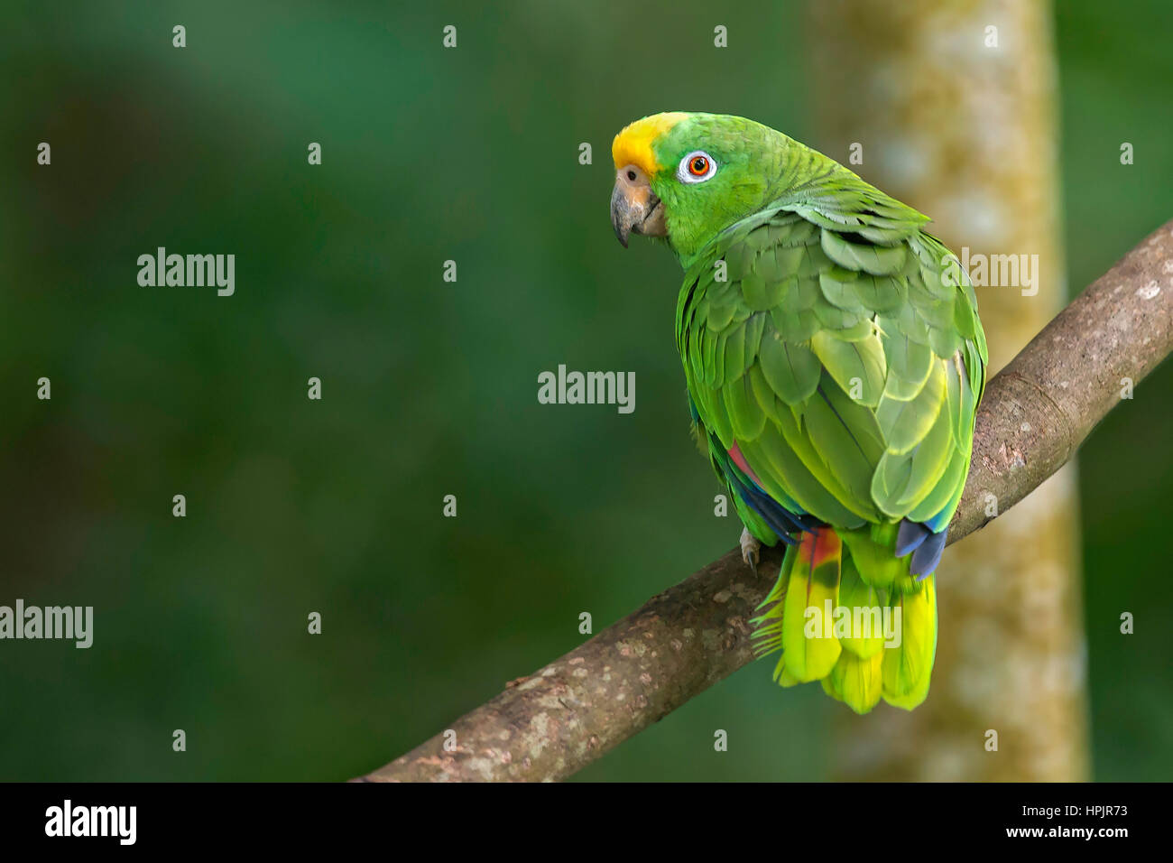 Yellow-crowned Parrot (Amazona ochrocephala), Puerto Triunfo, Antioquia Stock Photo