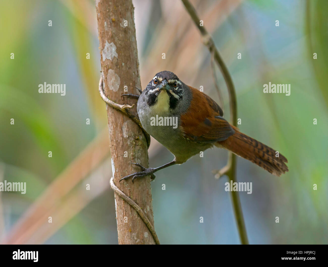 Whiskered Wren (Pheugopedius mystacalis), Felidia, Valle del Cauca