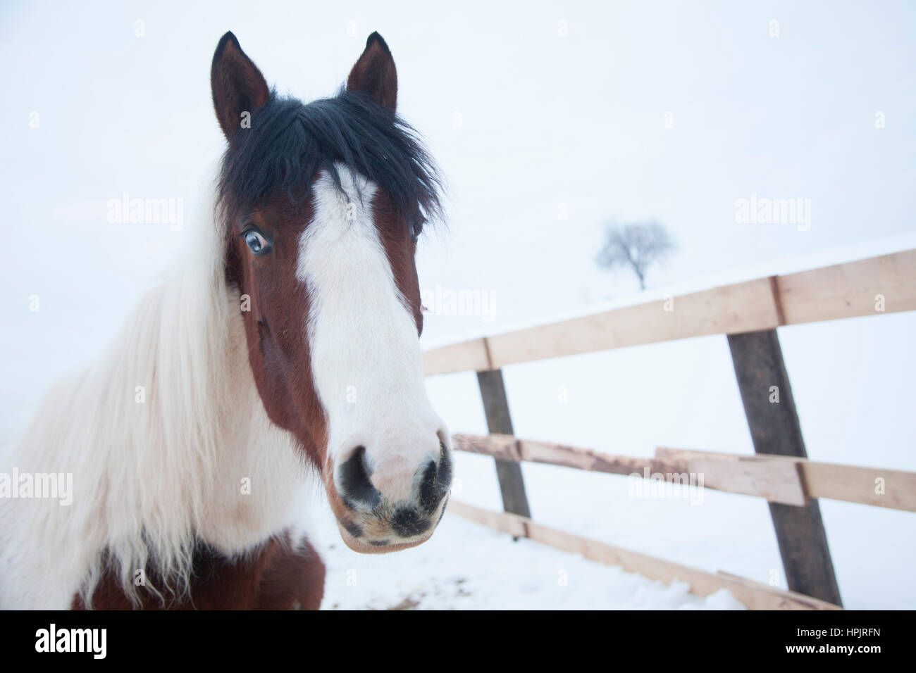 Painted american horse looking at the camera with brown blue eye and black and white hair Stock Photo