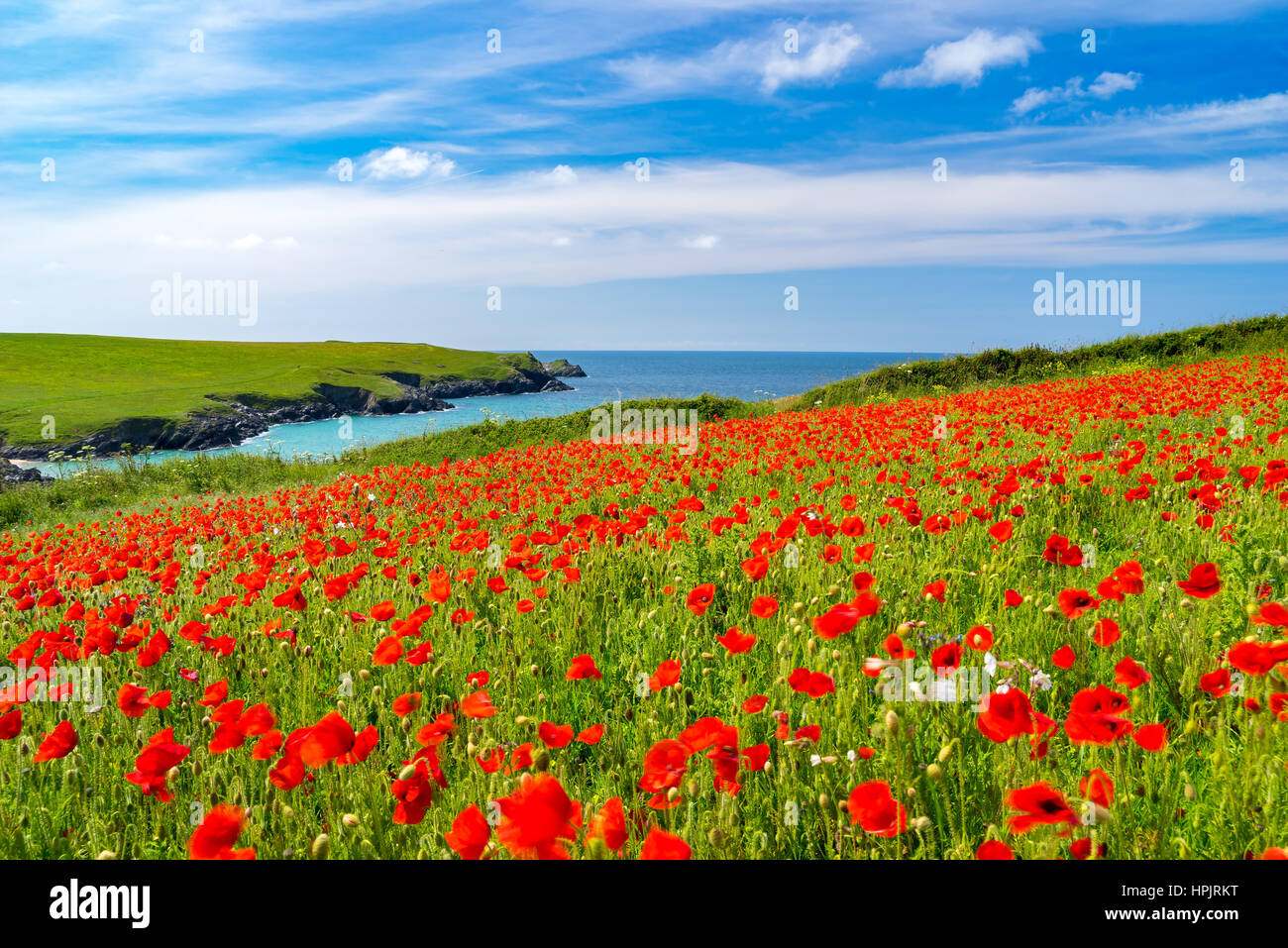 Field of Poppies and wild flowers above Porth Joke beach near Newquay Cornwall England UK Europe Stock Photo