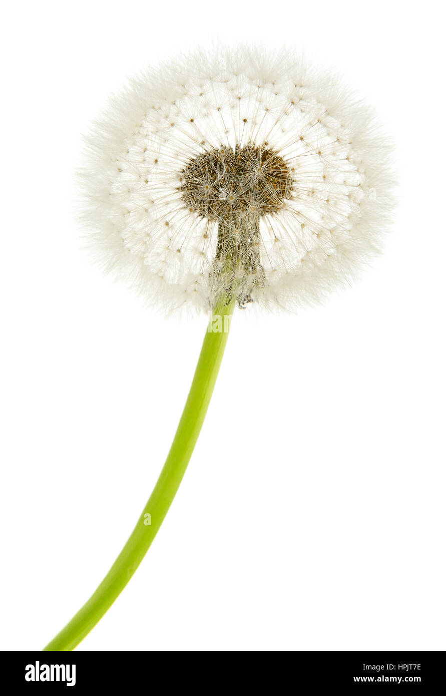 dandelion macro isolated on white background Stock Photo