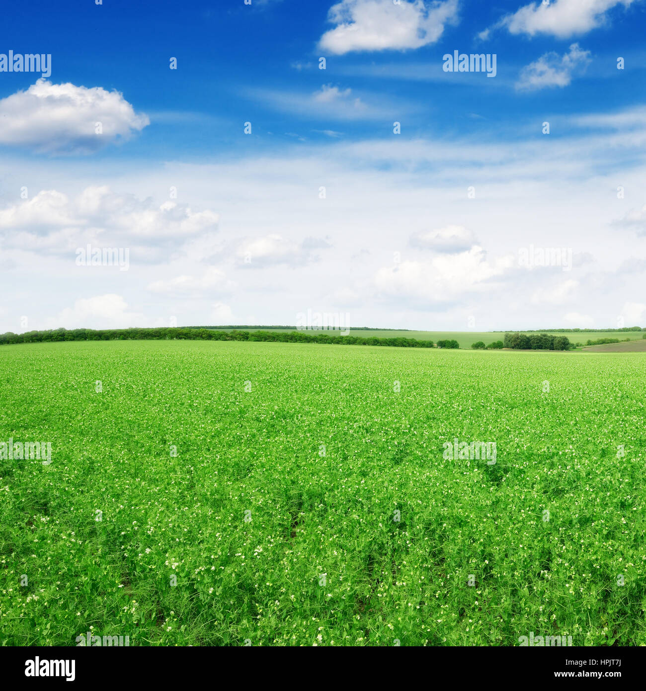 meadow and blue sky Stock Photo