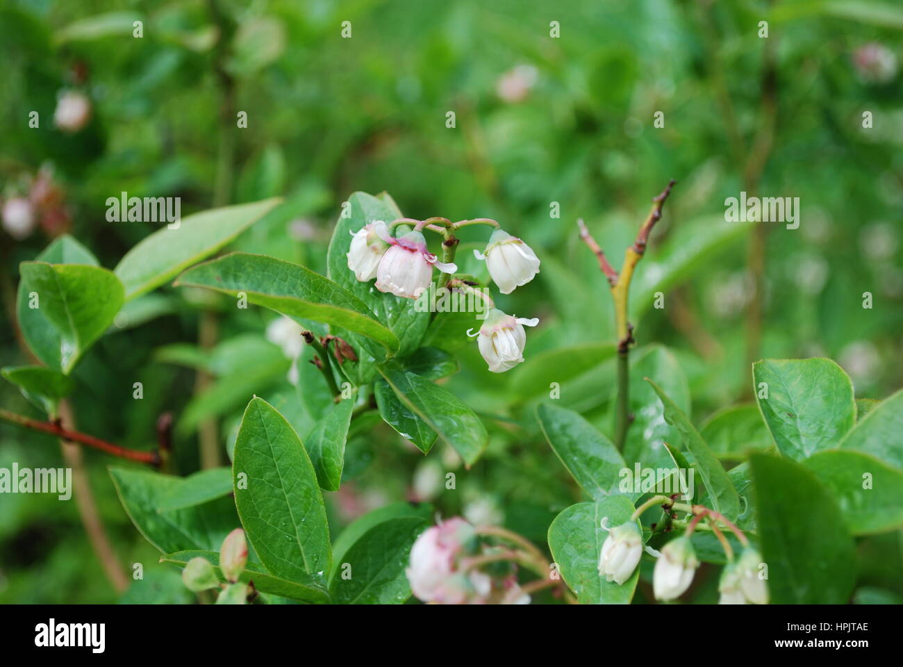 Blueberries bloom (white flowers) in the forest. Stock Photo