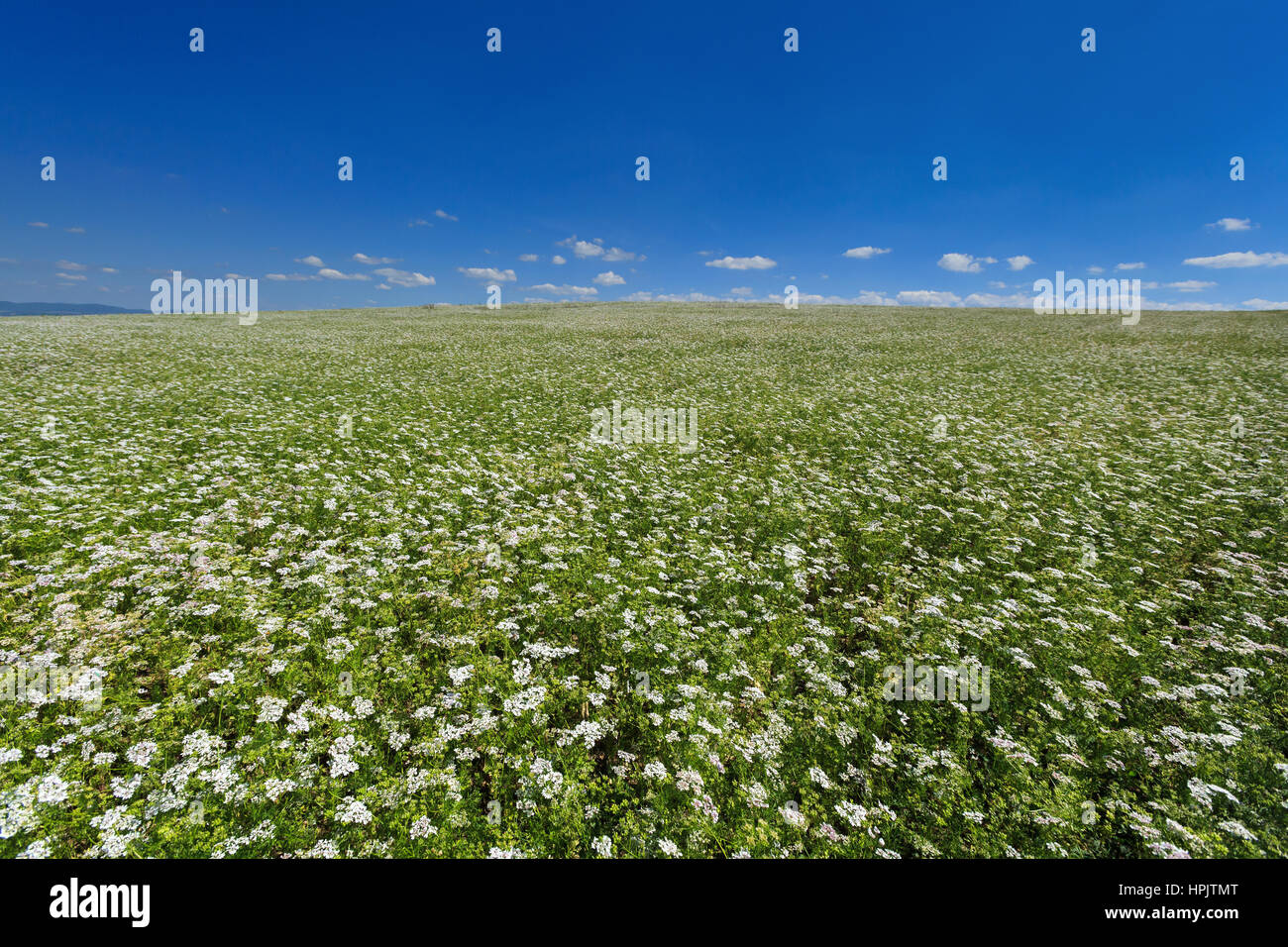 Field of flowering coriander on a background of blue sky Stock Photo Alamy