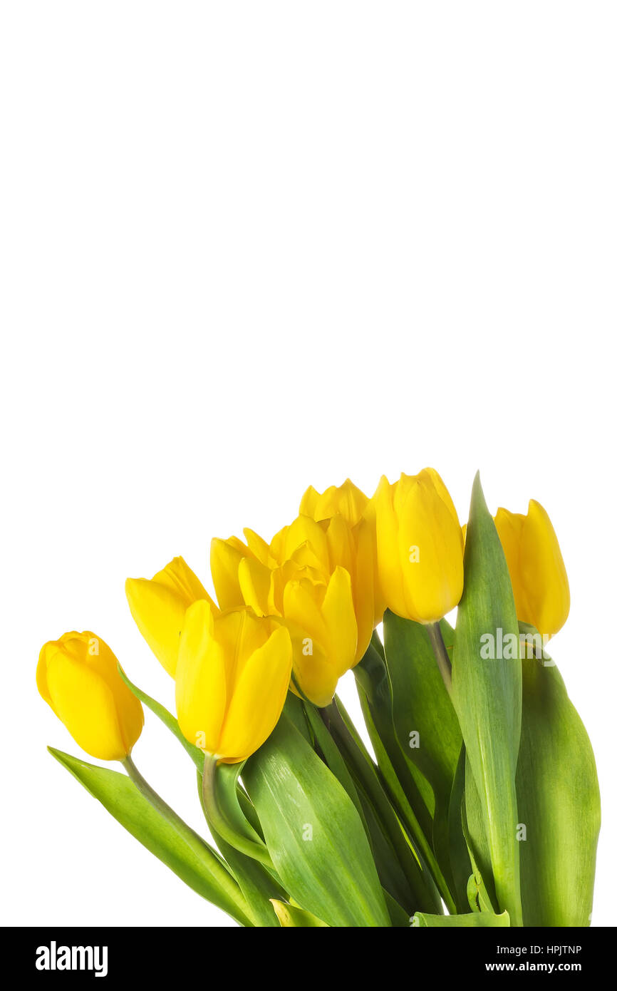 Yellow isolated tulips with green leaves on white background Stock Photo