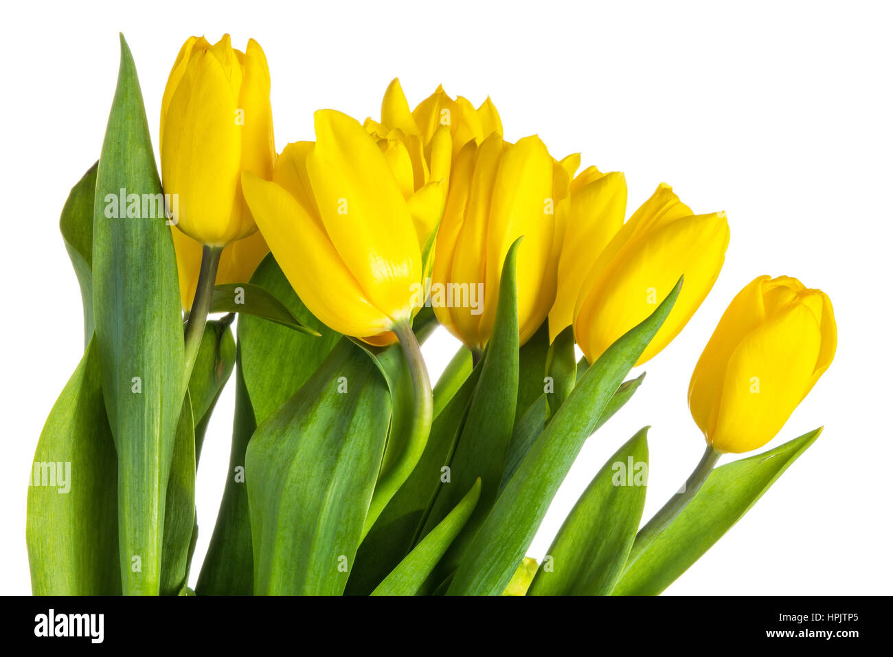 Yellow isolated tulips with green leaves on white background Stock Photo