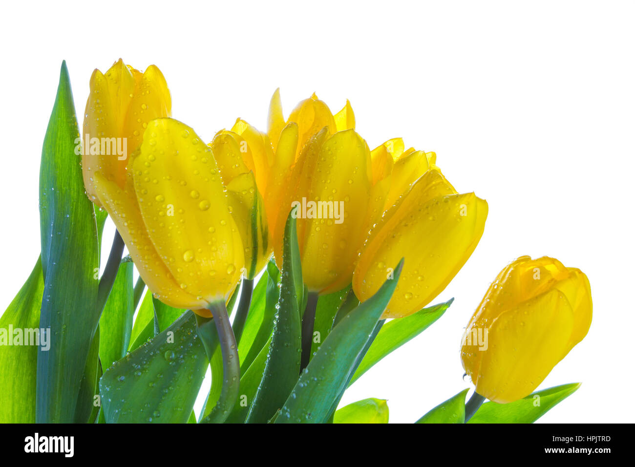 Yellow isolated tulips with green leaves on white background Stock ...