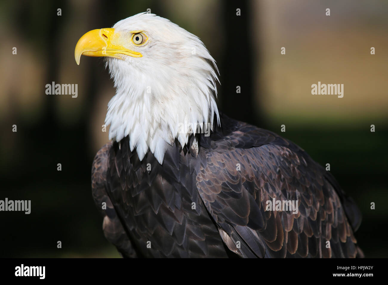 Bald eagle wild hi-res stock photography and images - Alamy