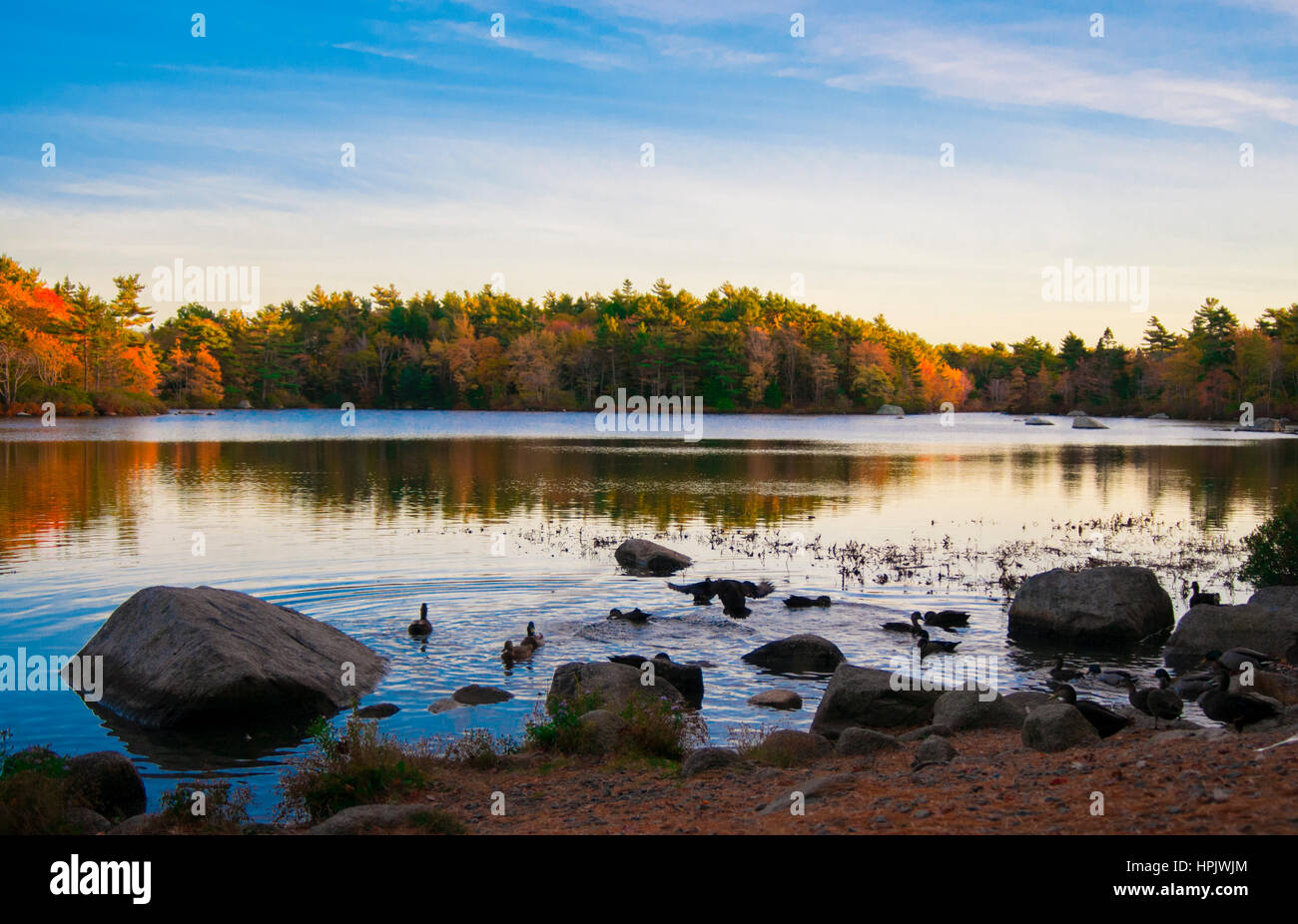 Forest and lake reflection in fall with rock beach, frog pond park