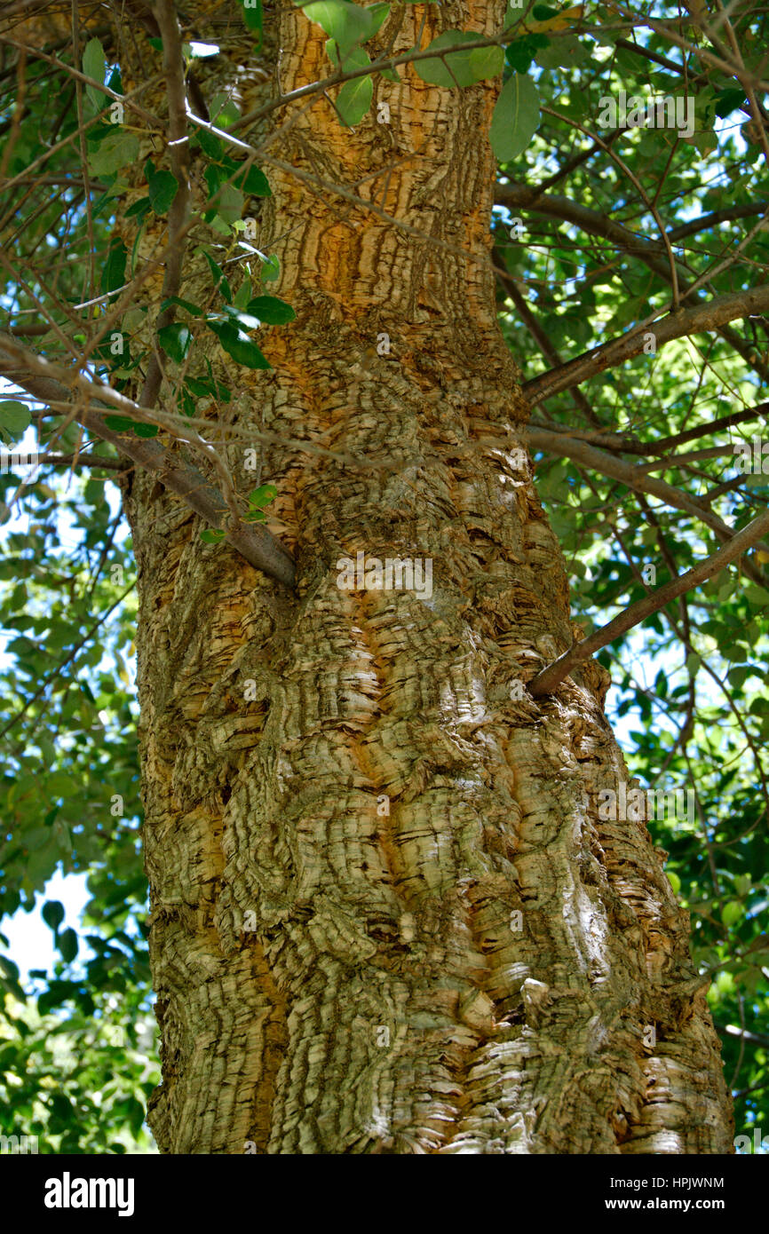 The bark of the cork oak tree Stock Photo Alamy