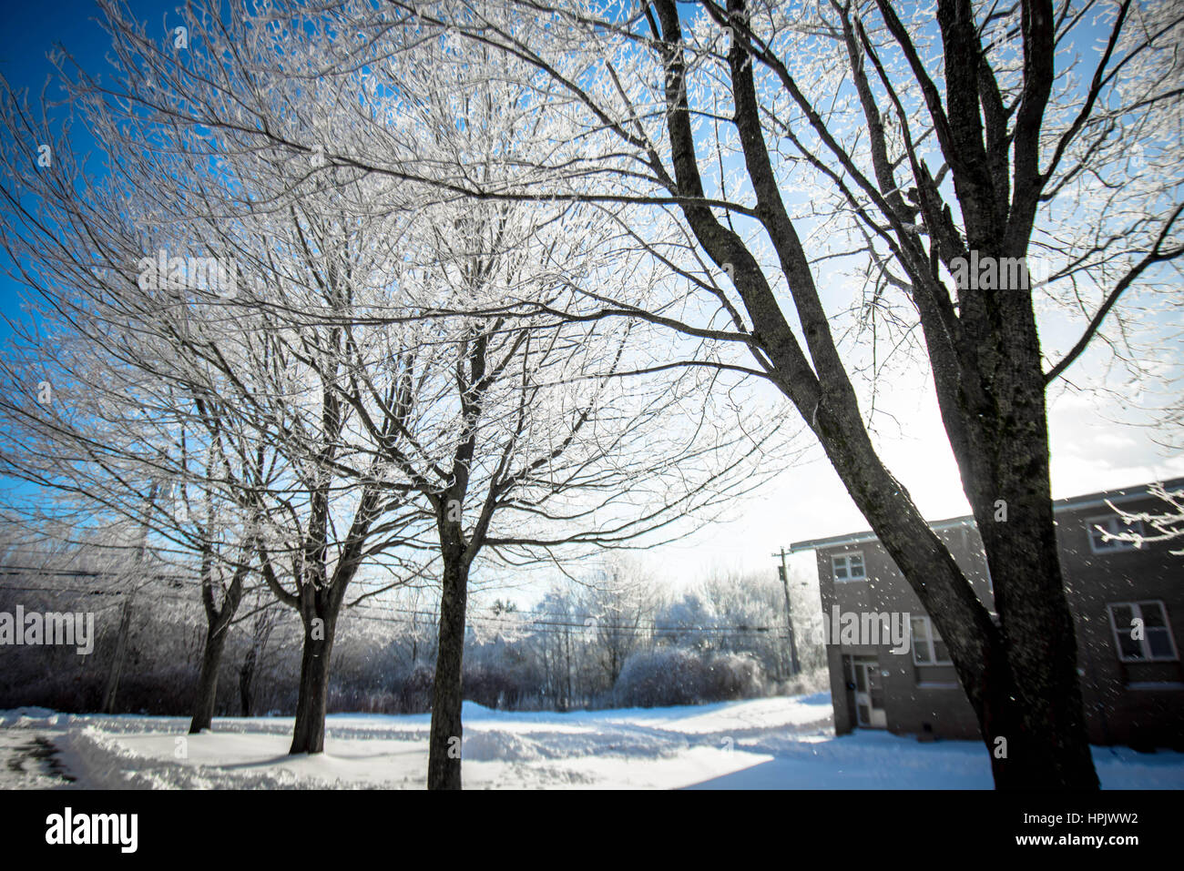 winter snow trees and branches look up view on a beautiful sunny day background Stock Photo