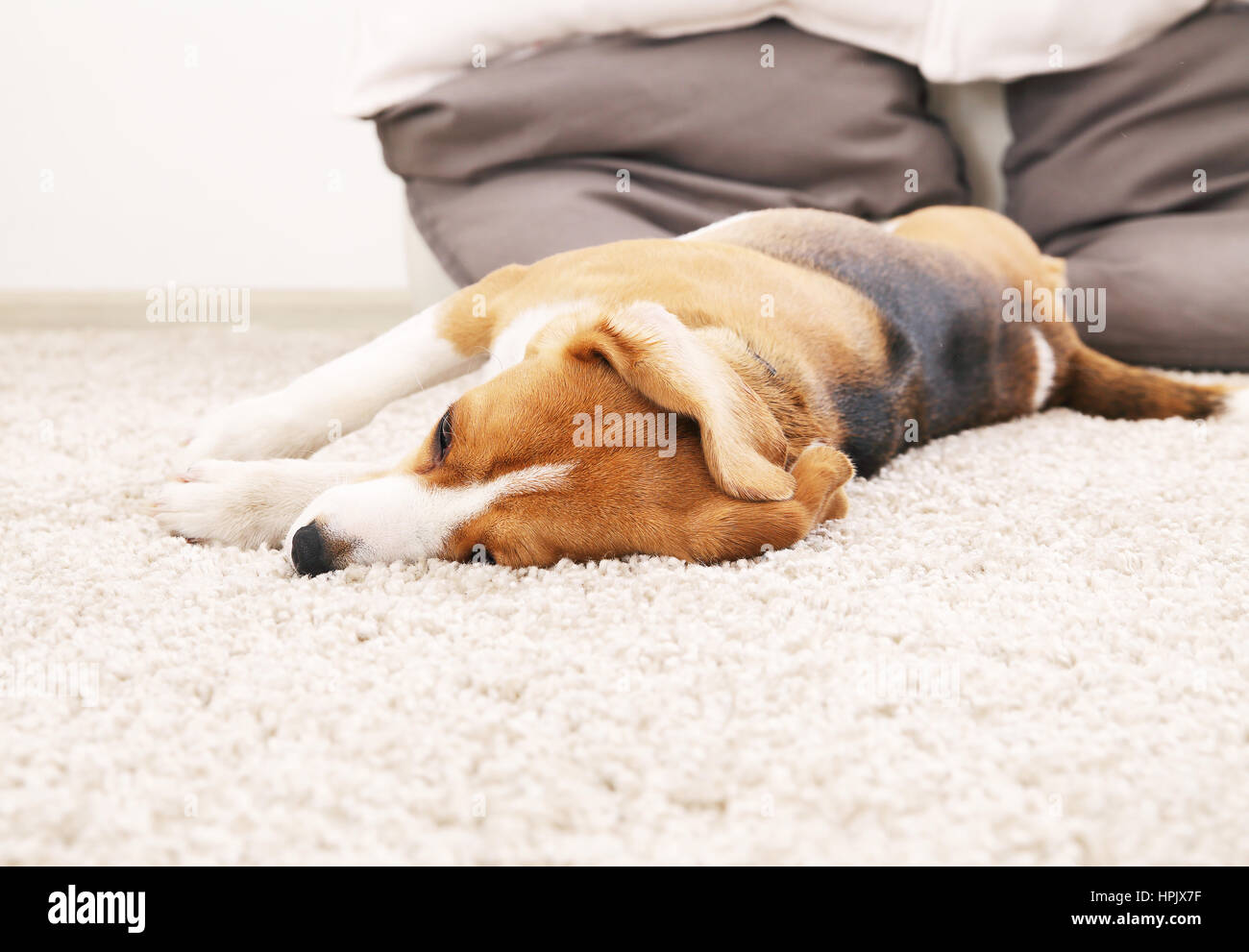 Dog lie on soft carpet. Beagle relax at home. Tree color beagle. Cute animal backgound. Stock Photo