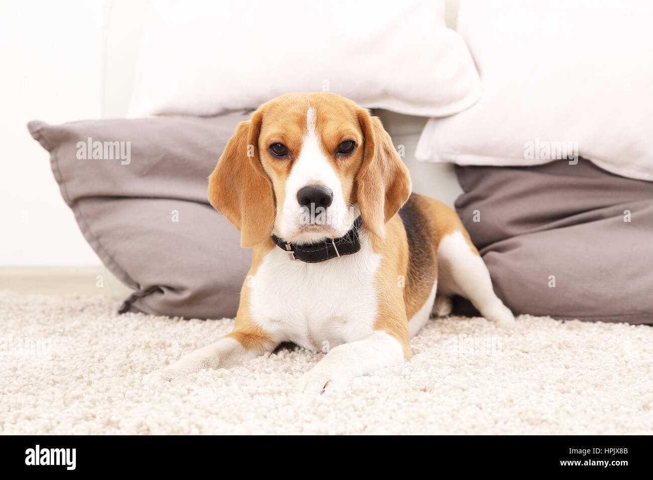 Dog on floor look at camera. Funny beagle puppy.Ttricolor beagle indoors. Stock Photo