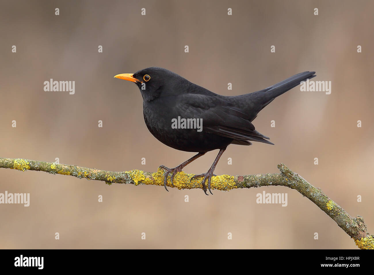 Blackbird, blackbird (Turdus merula), male sitting on tree branch, Siegerland, North Rhine-Westphalia, Germany Stock Photo