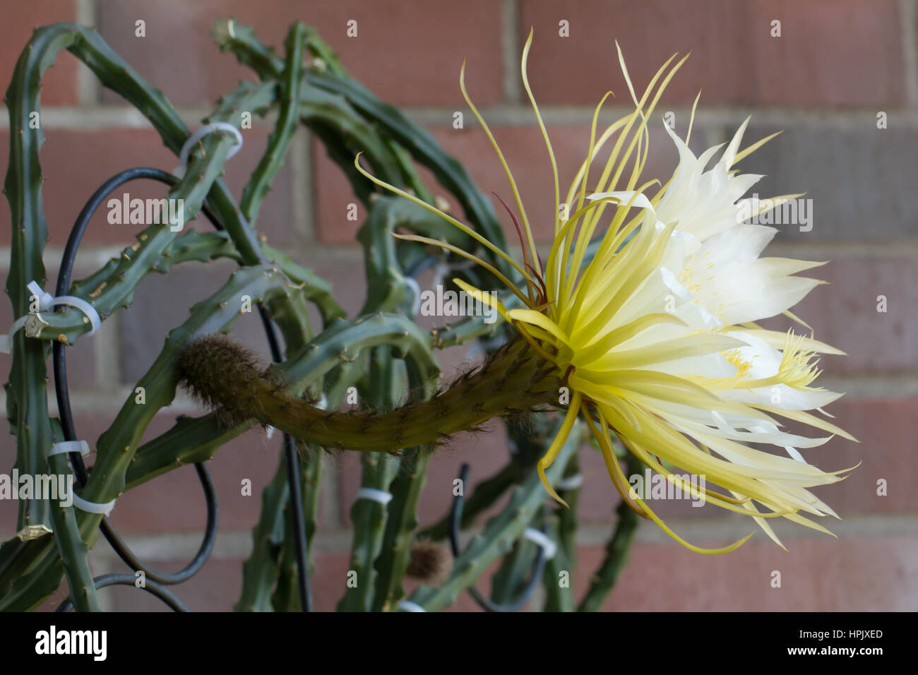 Queen of the night Stock Photo Alamy
