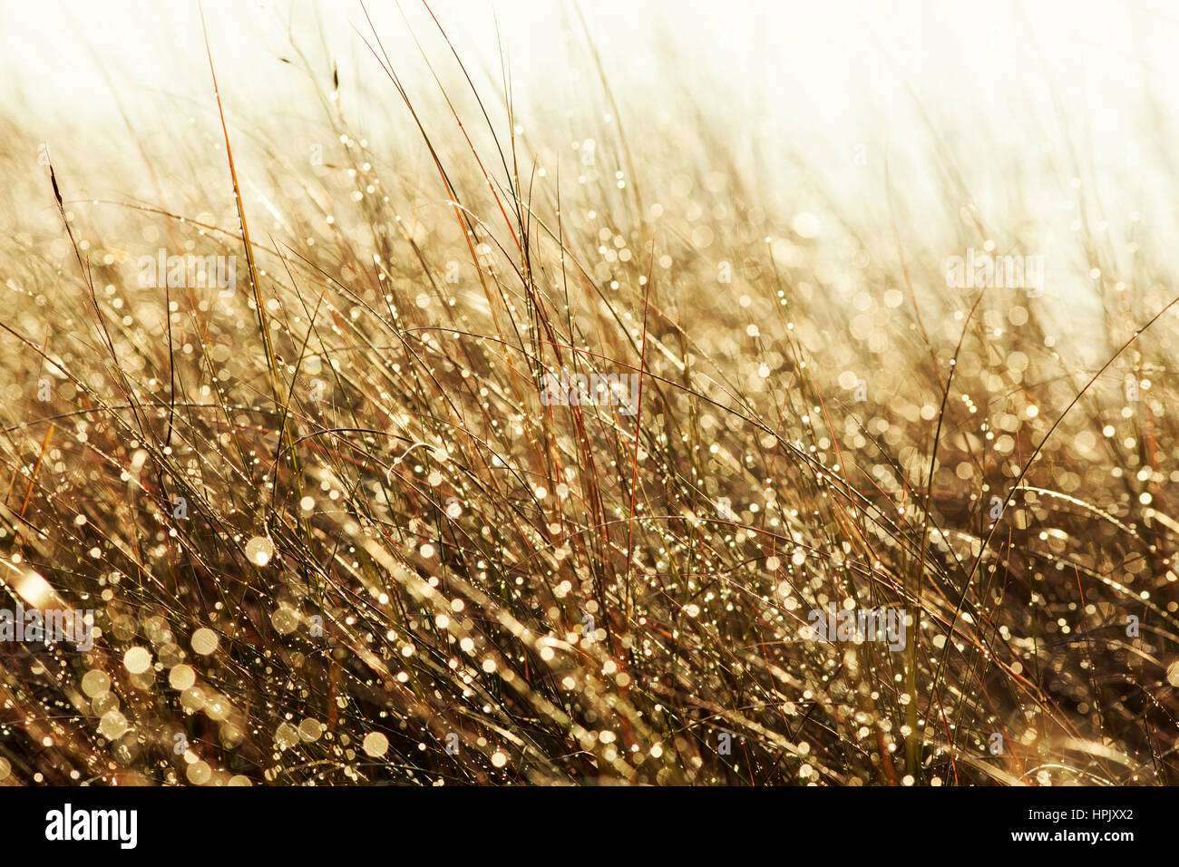 Water droplets glisten on beach grass during sunset. Stock Photo
