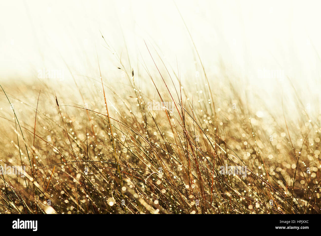 Water droplets glisten on beach grass during sunset. Stock Photo