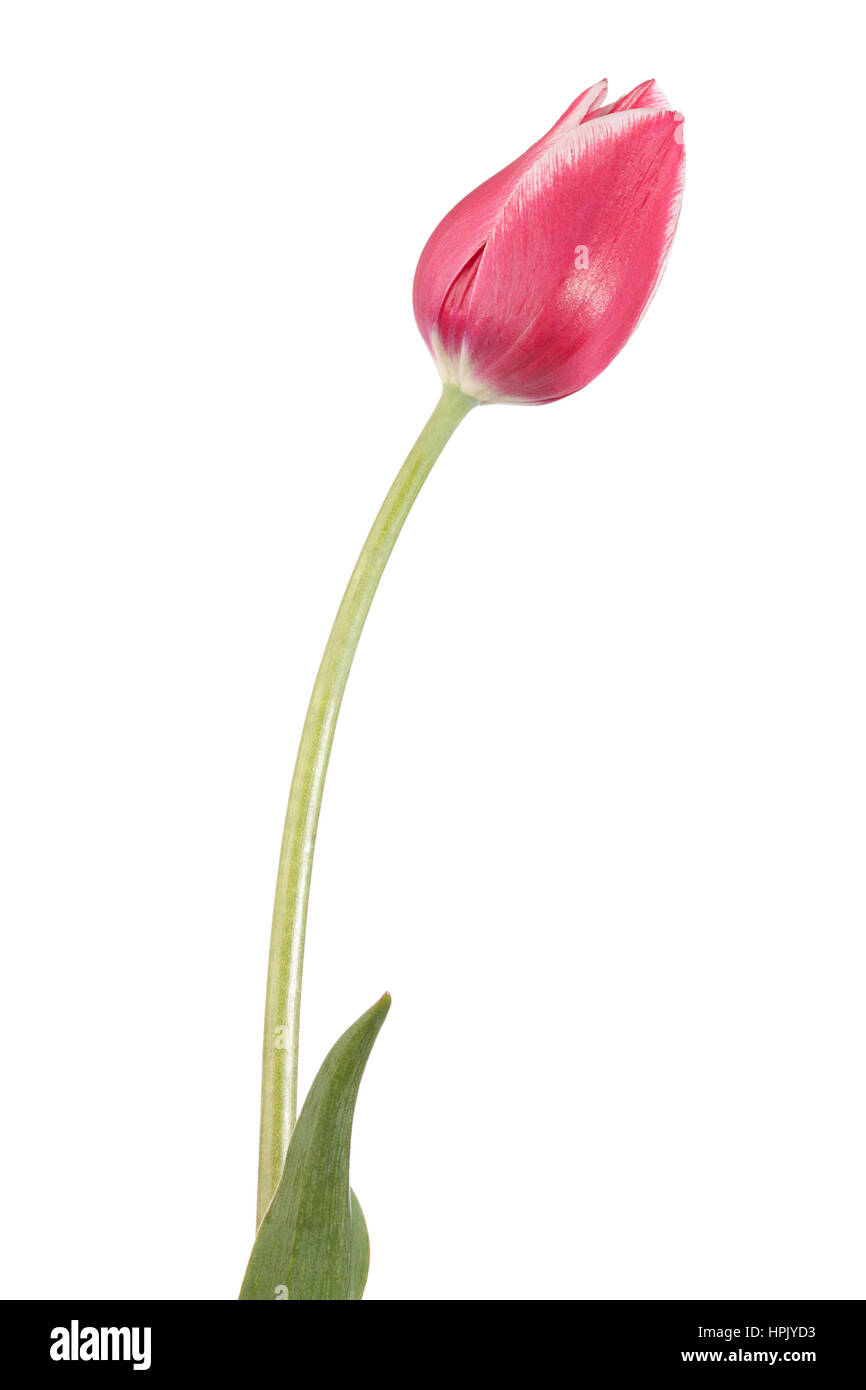 Single pink tulip flower isolated on a white background Stock Photo