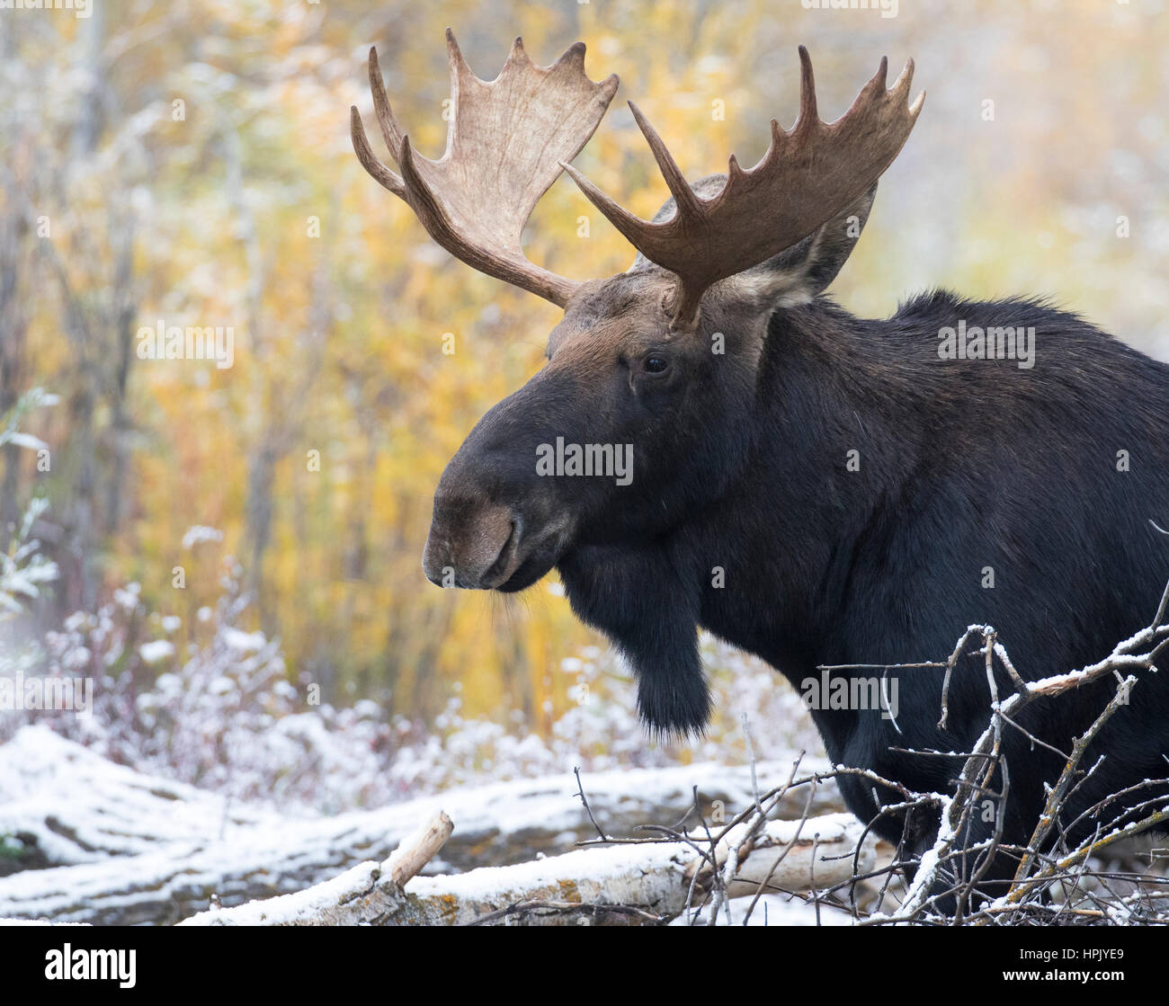 Young bull moose portrait with cottonwood trees Stock Photo - Alamy