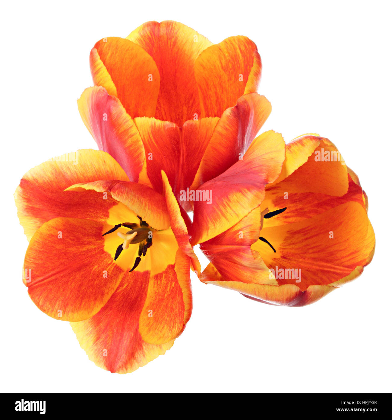 Card view of tulip flowers isolated on a white background Stock Photo ...