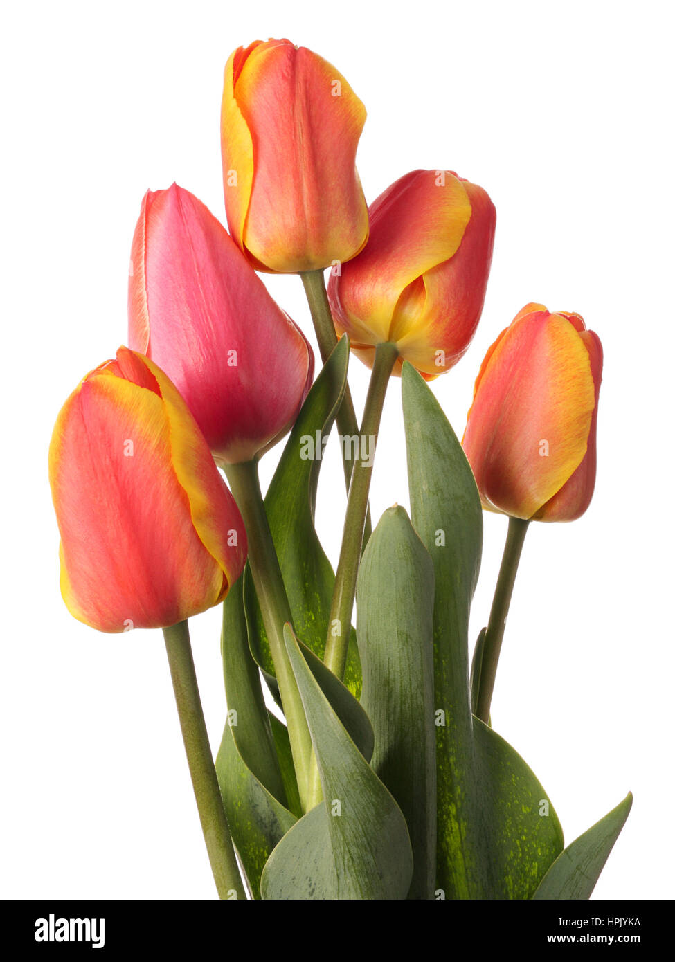 Unopened tulip flowers isolated on a white background Stock Photo Alamy