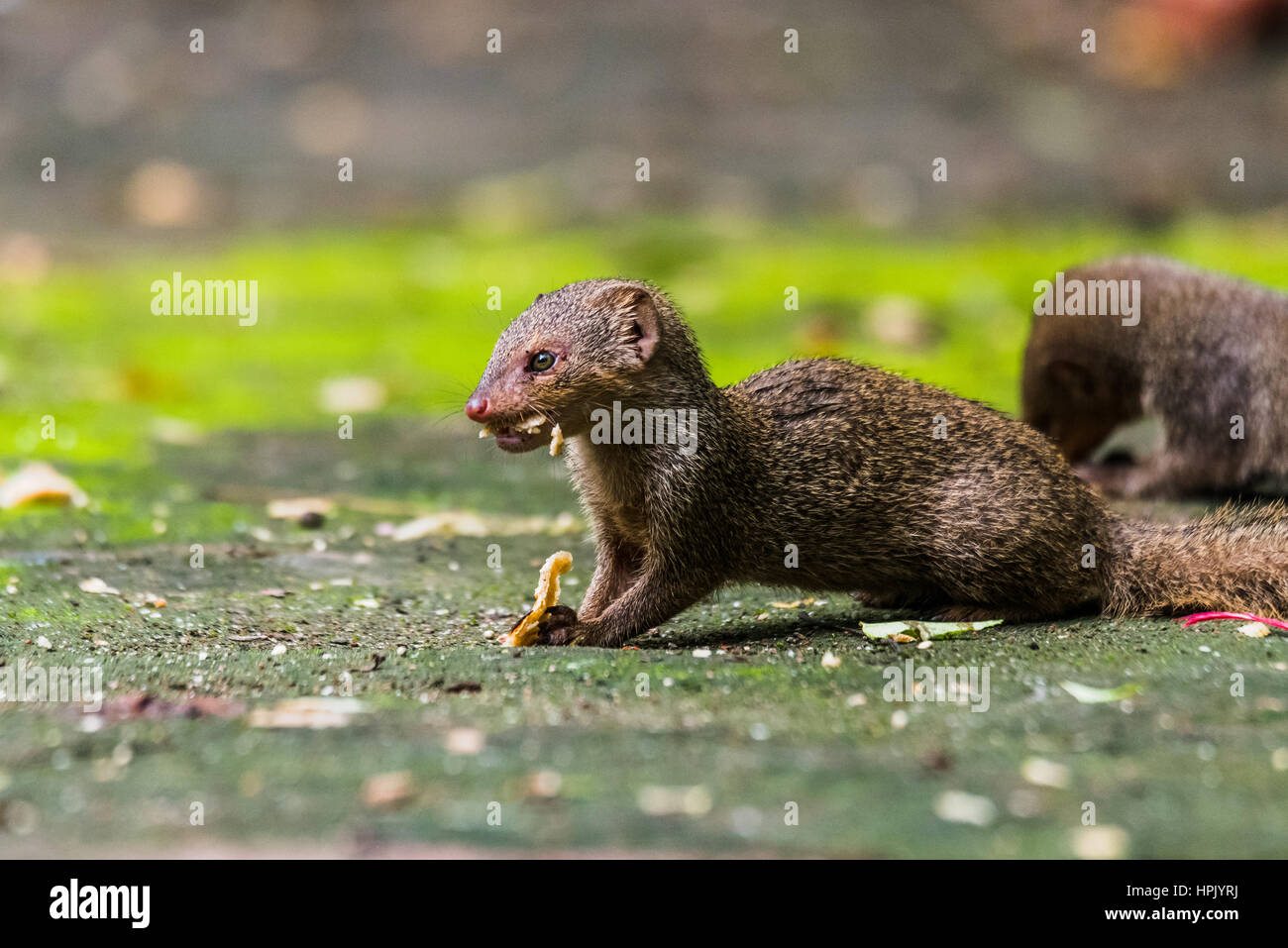Small indian mongoose hires stock photography and images Alamy