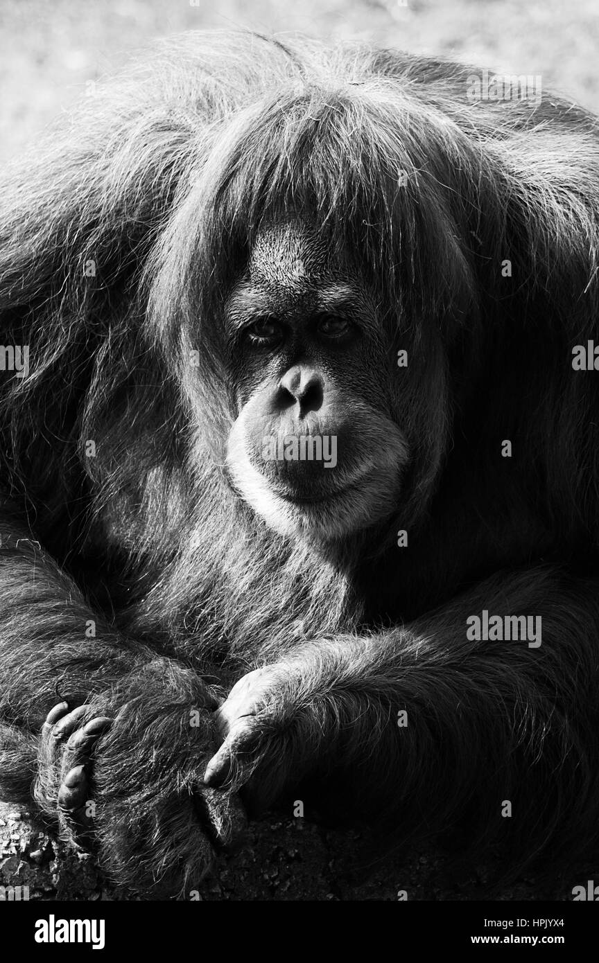 Photo orangutan, animals image; images Art; Orangutans (lat. Pongo