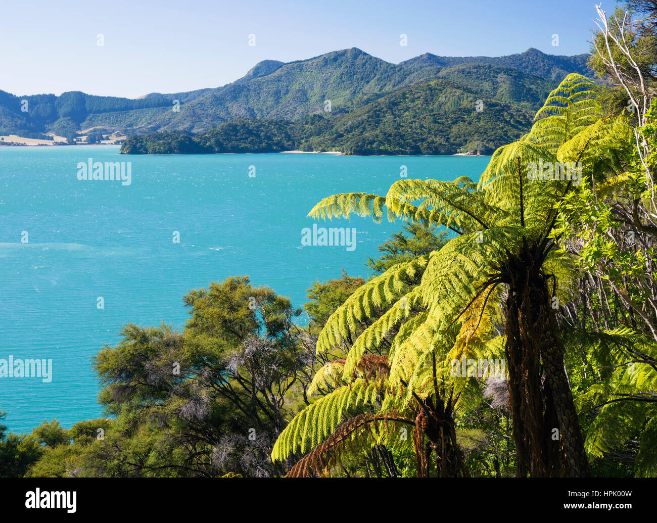 Giant tree ferns new zealand hi-res stock photography and images - Alamy