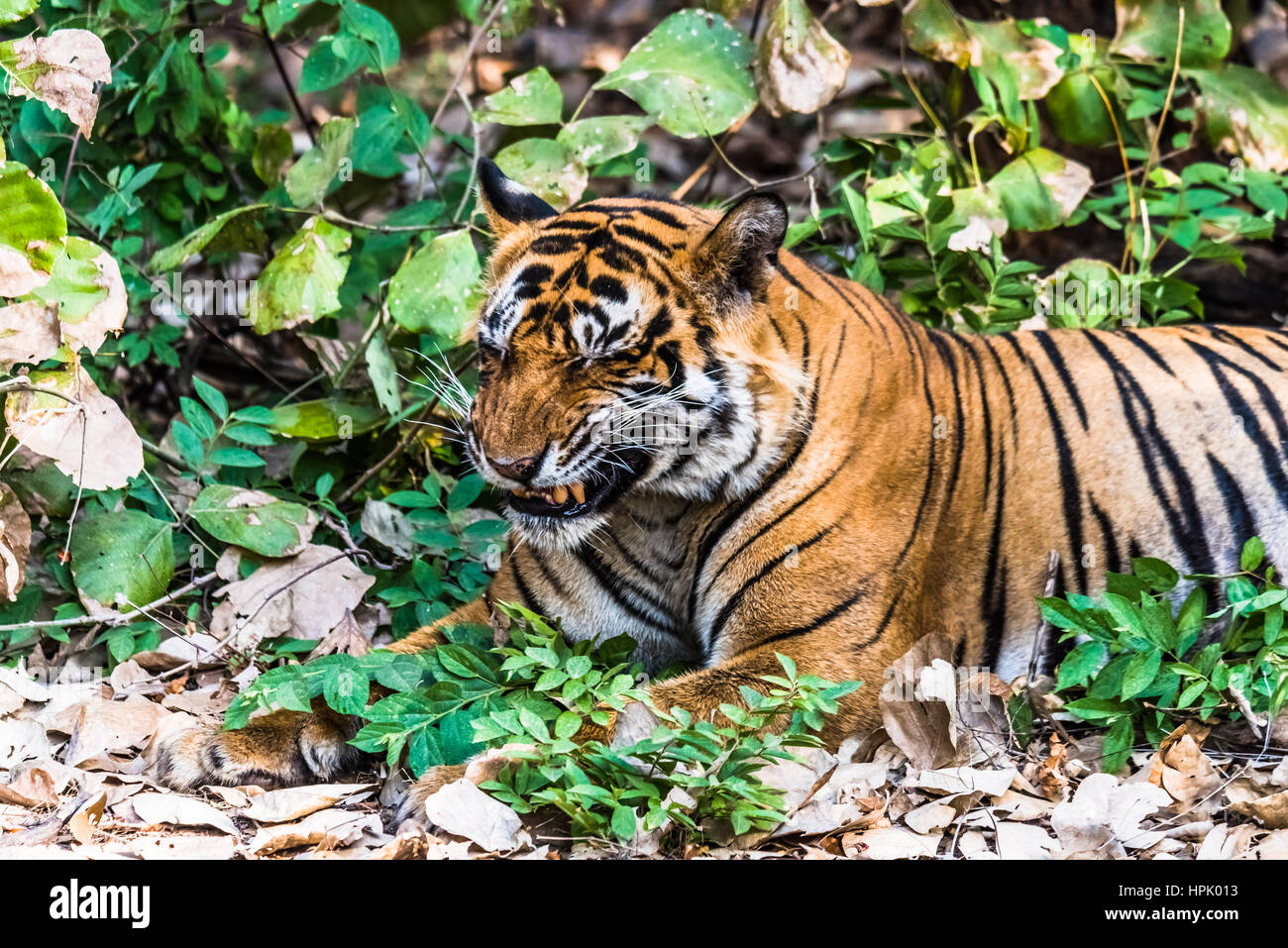 Tiger Funny High Resolution Stock Photography And Images Alamy