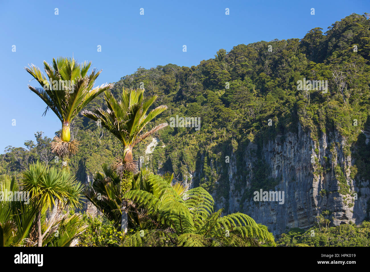 Punakaiki, Paparoa National Park, West Coast, New Zealand. Wooded limestone cliffs and nikau palms (Rhopalostylis sapida) near Dolomite Point. Stock Photo