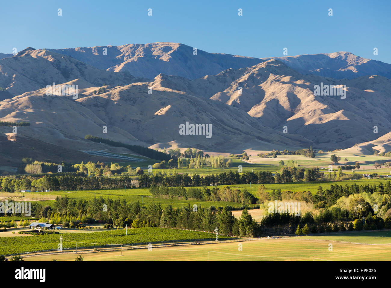 Blenheim, Marlborough, New Zealand. View over vineyards in the Wairau Valley to the arid slopes of the Wither Hills. Stock Photo