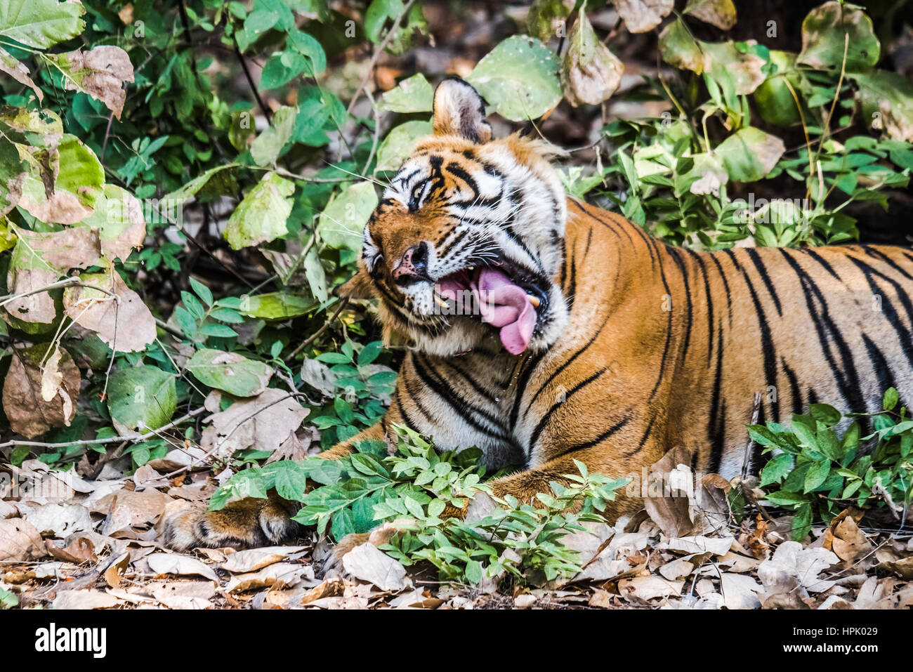 Tiger funny hi-res stock photography and images - Alamy
