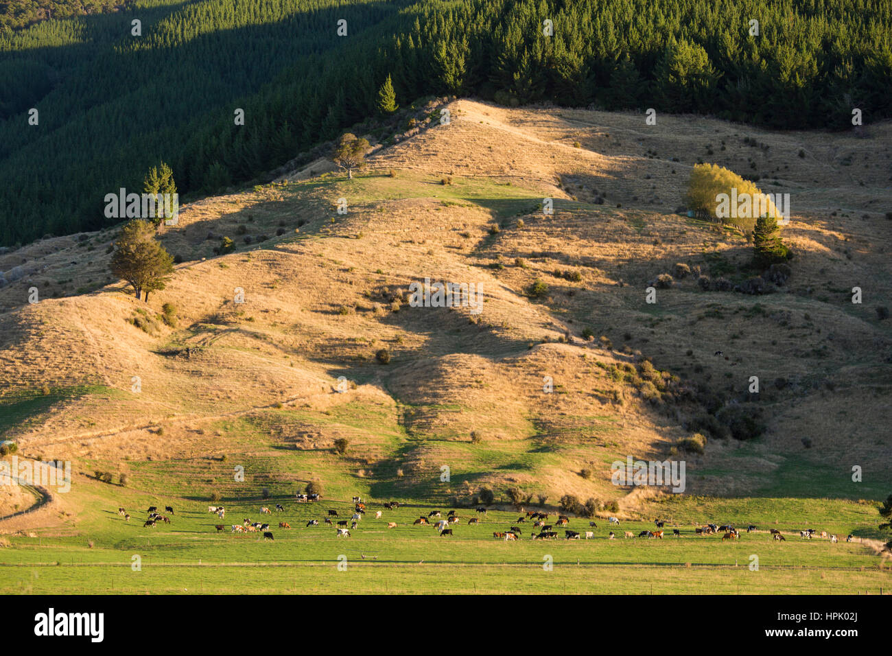 Linkwater, Marlborough, New Zealand. Hillside lit by the setting sun, cattle grazing on valley floor. Stock Photo