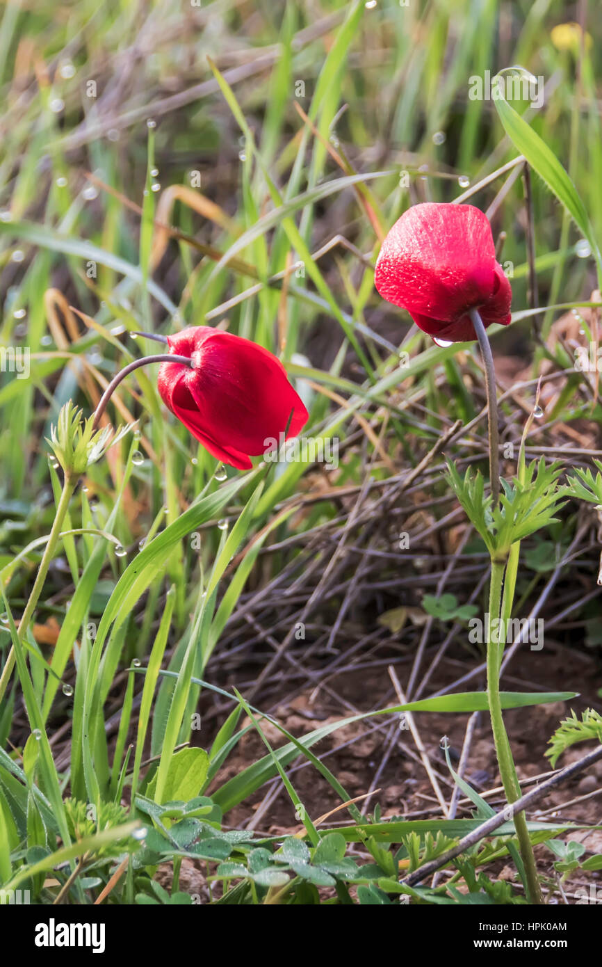 Blooming red anemones in the grass Stock Photo