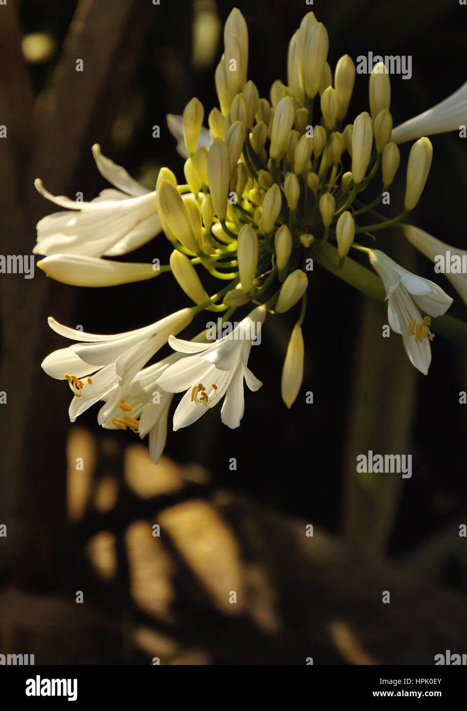 Flowers in the Botanical garden of Melbourne Stock Photo Alamy