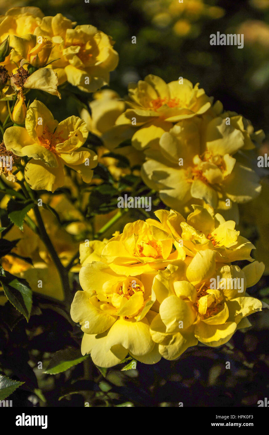 Flowers in the Botanical garden of Melbourne Stock Photo Alamy