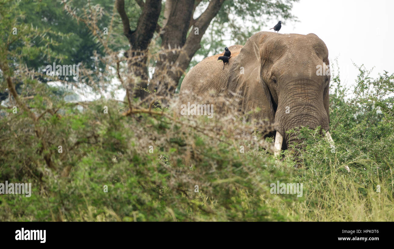 Wild elephant with many birds over back Stock Photo