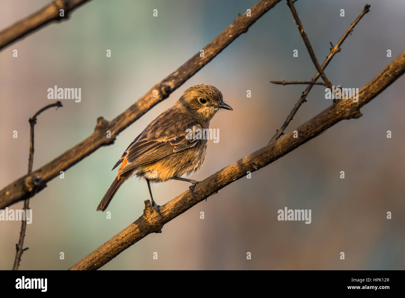 Female pied bush chat perched and watching Stock Photo