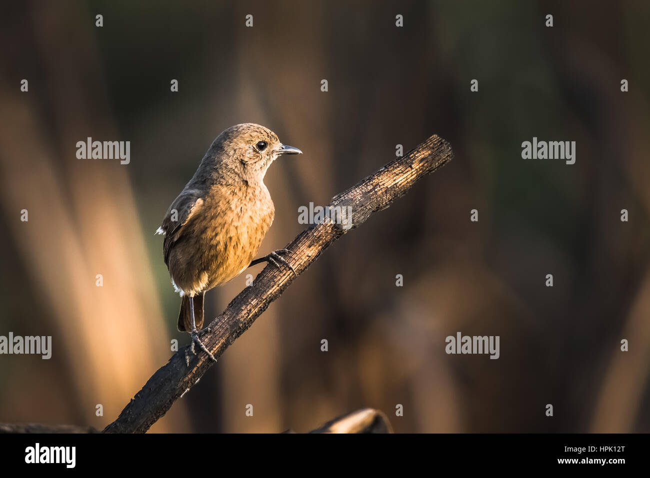 Female pied bush chat perched and watching Stock Photo