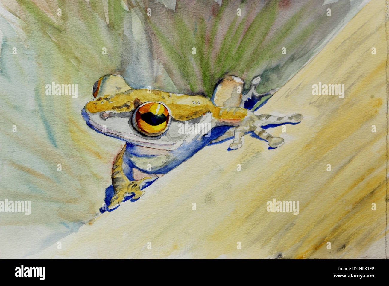 Tree frog with golden eye Stock Photo - Alamy
